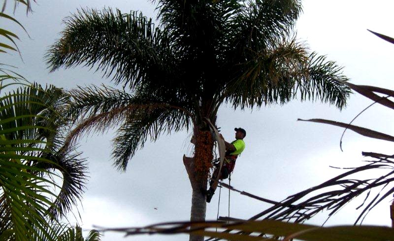 Tree Removal Glenview